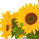 Oman flowers  -  Sunflowers in Vase Flower Bouquet/Arrangement