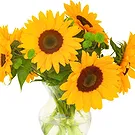 Oman flowers  -  Sunflowers in Vase Flower Bouquet/Arrangement