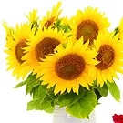 Samba Caju flowers  -  Arrangement of sunflowers with modern cake Flower Bouquet/Arrangement