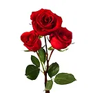 Birmingham flowers  -  3 Red Roses Flower Bouquet/Arrangement