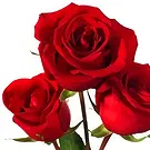 Birmingham flowers  -  3 Red Roses Flower Bouquet/Arrangement