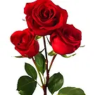 Birmingham flowers  -  3 Red Roses Flower Bouquet/Arrangement