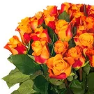 Ipsach Blumen Florist- Strauß aus 24 orangen Rosen Bouquet/Blumenschmuck