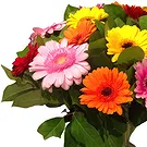Ghent flowers  -  Cheerful Germini Flowers Arrangement Flower Bouquet/Arrangement