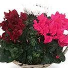 Zande blommor- Cyclamen i korgen Bukett/blomsterarrangemang