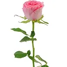 Amsterdam flowers  -  Message of Love Flower Bouquet/Arrangement