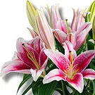 Italy flowers  -  Better Together: Pink Lily Display Flower Bouquet/Arrangement