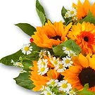 Holland flowers  -  Sunflower Bouquet Charlie Flower Bouquet/Arrangement