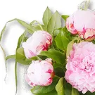 Amsterdam-Zuidoost flowers  -  Pink Double Peonies Bouquet Flower Bouquet/Arrangement