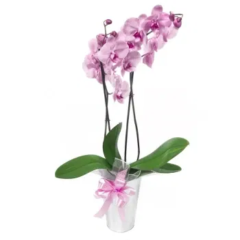 Włochy kwiaty- Różowa Roślina Orchidei Phalaenopsis