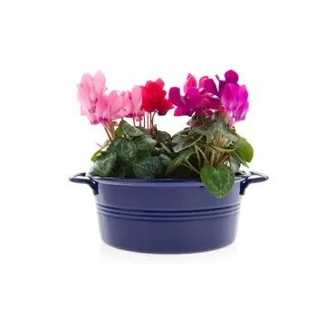 Sicily flowers  -  Composition Of Cyclamens Bowl
