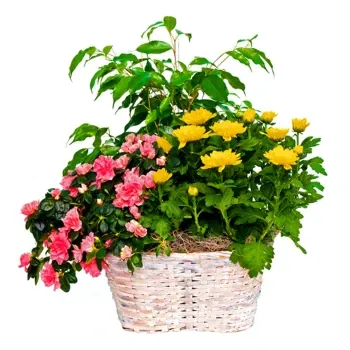 بائع زهور ميلان- النباتات المزهرة لعيد ميلاد