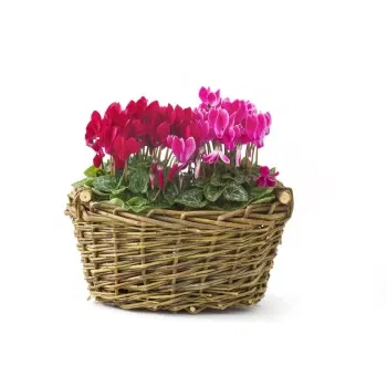 Sicily flowers  -  Composition Of Cyclamen Seedlings In Baskets