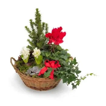 시칠리아 꽃- 크리스마스 식물 바구니