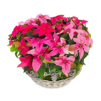 Флоренция цветя- Красива кошница с розови коледни звезди