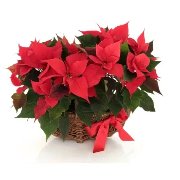 neapol kvety- Košík Zloženie červených Vianočných Hviezd