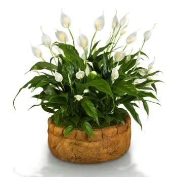 Naples flowers  -  Spathiphyllum Basket