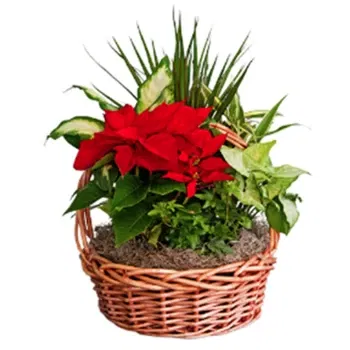 Νεάπολη λουλούδια- Χριστουγεννιάτικη σύνθεση φυτών