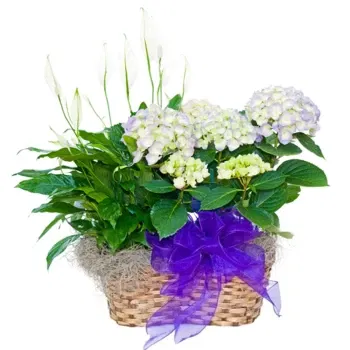 Νεάπολη λουλούδια- Καλάθι με φυτά για γάμο