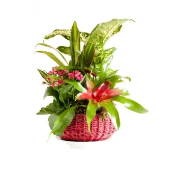 Νεάπολη λουλούδια- Σύνθεση από πράσινα και ανθισμένα φυτά