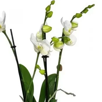 Planken kukat- Valkoinen eleganssi Kukka kukkakimppu
