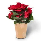 Amsterdam flowers  -  Luxe Poinsettia Flower Bouquet/Arrangement