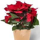 Amsterdam flowers  -  Luxe Poinsettia Flower Bouquet/Arrangement