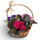 Brazil flowers  -  Morning Magic Flower Bouquet/Arrangement