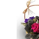 Brazil flowers  -  Morning Magic Flower Bouquet/Arrangement
