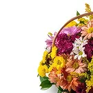 Brazil flowers  -  Welcotti Flower Bouquet/Arrangement