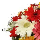 Buangkok flowers  -  Sparkling Gerberas Flower Bouquet/Arrangement