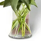 Buangkok flowers  -  Serene Bouquet Flower Bouquet/Arrangement