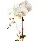 Buangkok flowers  -  Splendid Decorations Flower Bouquet/Arrangement