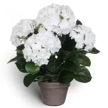 بائع زهور أوسلو- القبة البيضاء باقة الزهور