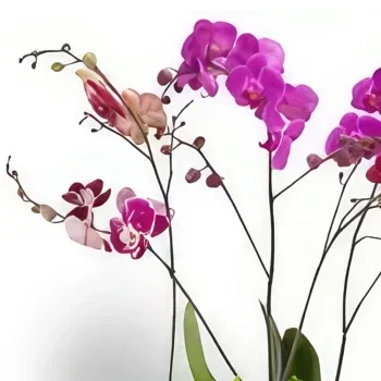 بائع زهور أوسلو- أوركيد الفراشة الوردية باقة الزهور