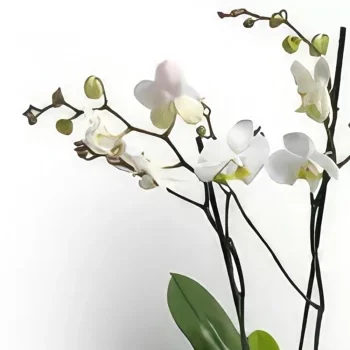 Oslo kukat- Tyylikäs Phalaenopsis-orkidea Kukka kukkakimppu