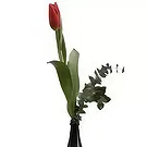 Adma flowers  -  Single Love  Flower Bouquet/Arrangement