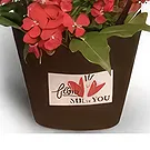 Adma flowers  -  Universe  Flower Bouquet/Arrangement