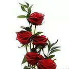 뷰 포트 꽃- 테디 사랑 꽃다발/꽃꽂이