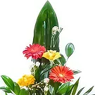 Amiret Hajjaj flori- Garoafe galbene Buchet/aranjament floral
