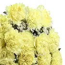 Nepal flowers  -  Bright Day Flower Bouquet/Arrangement