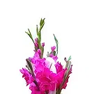 Nepal flowers  -  Pinkish Petals Flower Bouquet/Arrangement