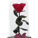 Adma flowers  -  Enchanted Rose Flower Bouquet/Arrangement
