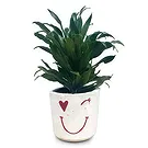 Adma flowers  -  Vivid Green Flower Bouquet/Arrangement