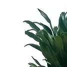 Adma flowers  -  Vivid Green Flower Bouquet/Arrangement