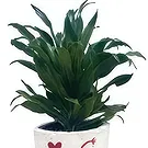 Adma flowers  -  Vivid Green Flower Bouquet/Arrangement