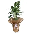 Adma flowers  -  Perfect Gift Flower Bouquet/Arrangement