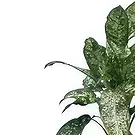 Adma flowers  -  Perfect Gift Flower Bouquet/Arrangement