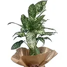 Adma flowers  -  Perfect Gift Flower Bouquet/Arrangement