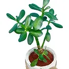 Adma flowers  -  Lovely Succelent  Flower Bouquet/Arrangement